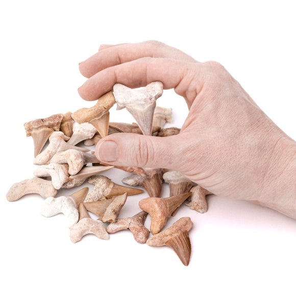 Medium Moroccan Shark Tooth Fossil Shark Teeth For Jewelry Making Wire Wraping - Picture 3 of 4